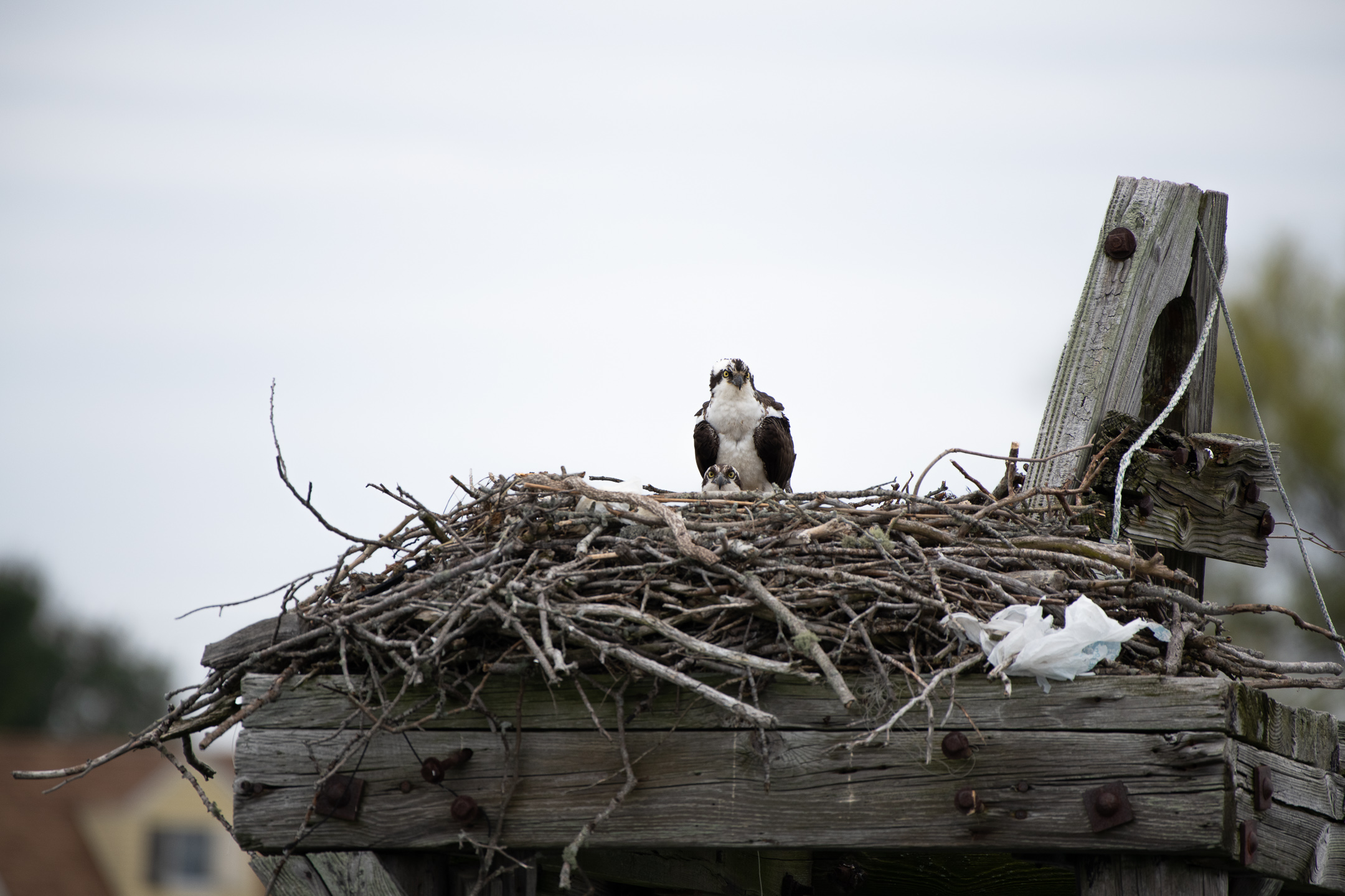 Osprey nest in CBC mooring field