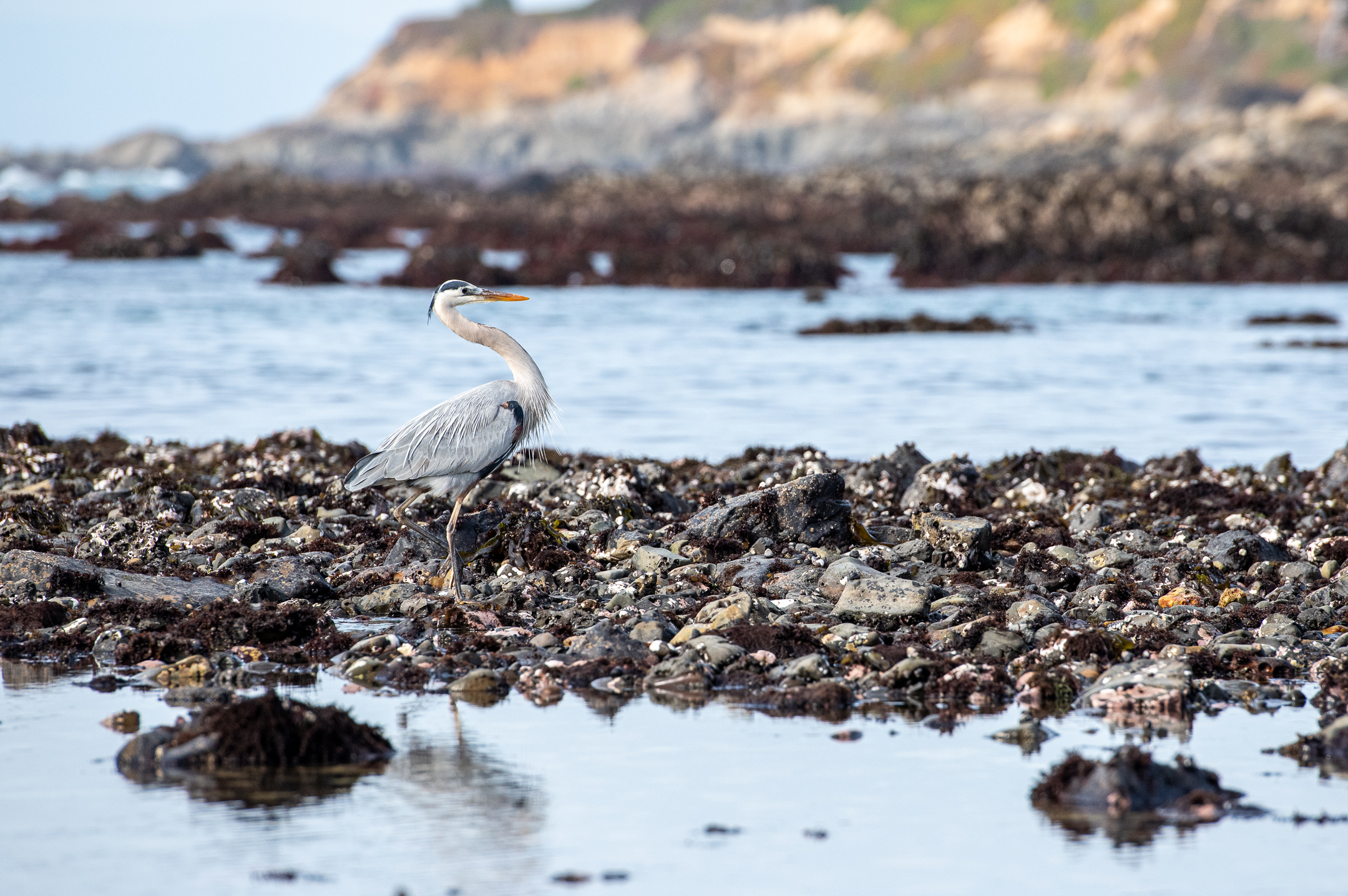 Great blue heron on the beach