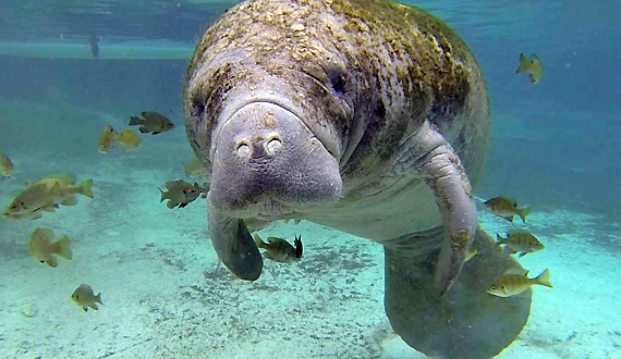 Manatee in the ocean