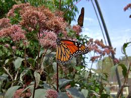 Monarch butterfly