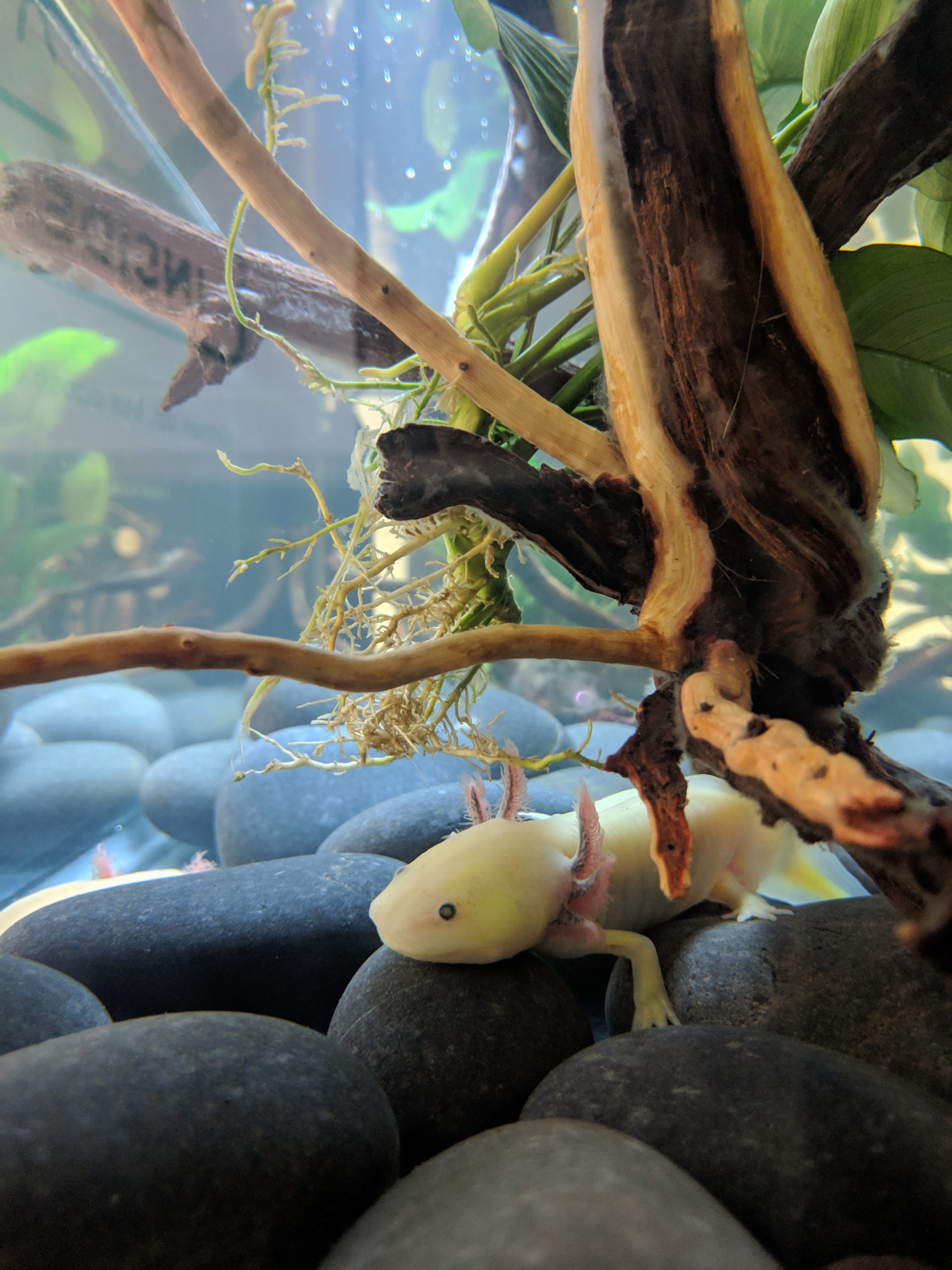 Axolotl in tank