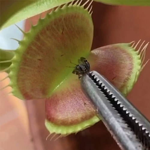 venus fly trap