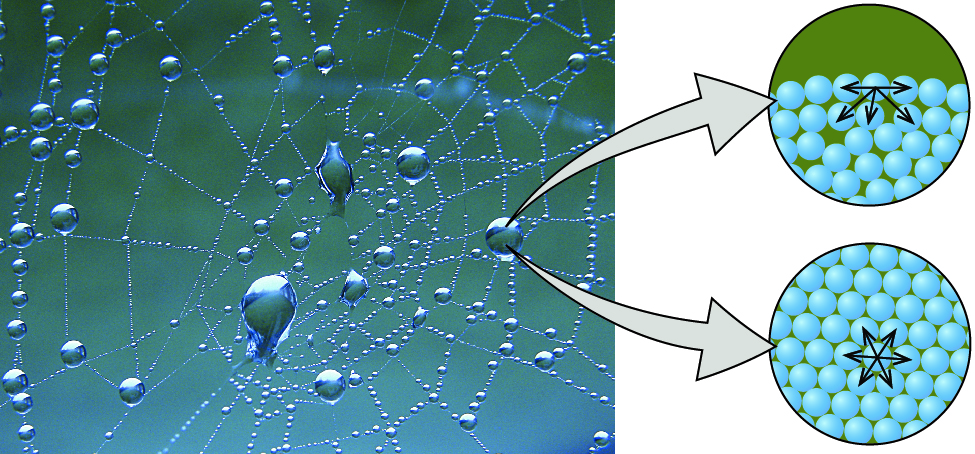 water cohesion diagram