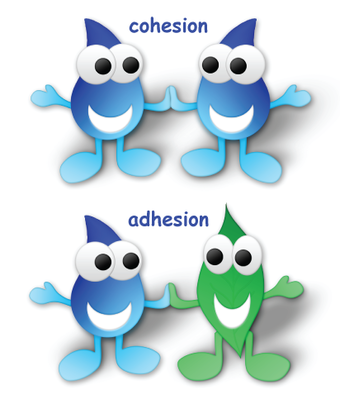 Cohesion and adhesion