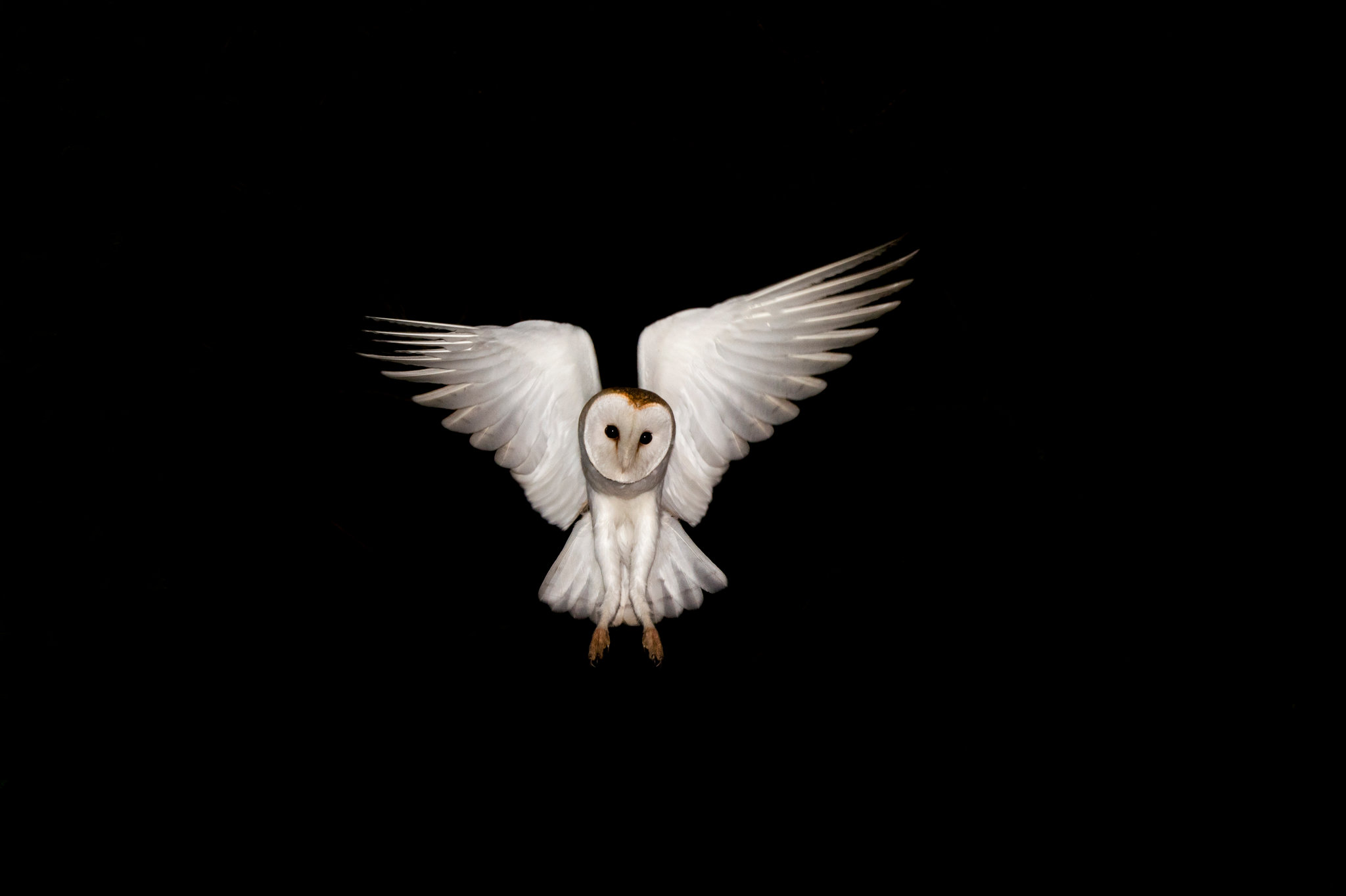 owl spreading its wings