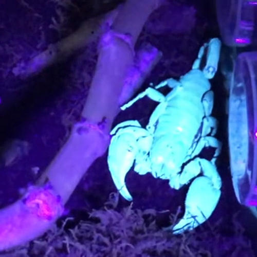 Scorpion under black light
